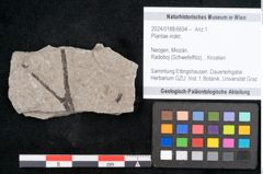Foto (Objekt + Etikett) von Plantae indet.  (NHMW-GEO-2024-0188-6694)